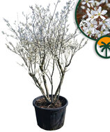 Amelanchier Lamarckii Multistam XXL – 250 cm