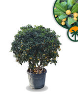 Australische Laurier – Pittosporum – Mulitstamm - 160 cm